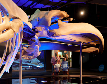 Blue Whale