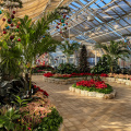 Holiday Blooms