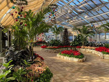 Holiday Blooms