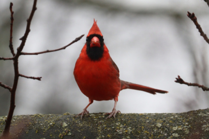 Winter Birding Workshop