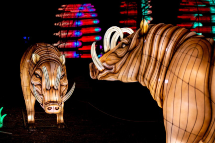 Warthog-Asian-Lantern-Festival