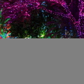Zoolights