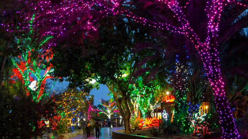 Zoolights.jpg