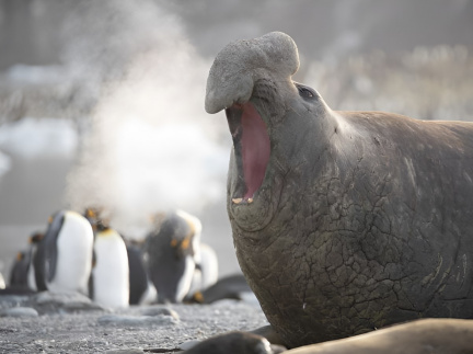 Antarctica