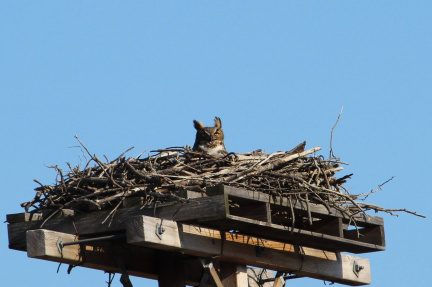 The Best of Winter Birding - Eagles, Owls, Ducks &amp; More!