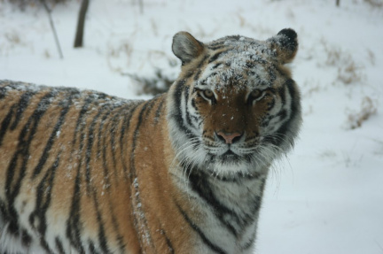 tiger-winter-wednesday-1024x682