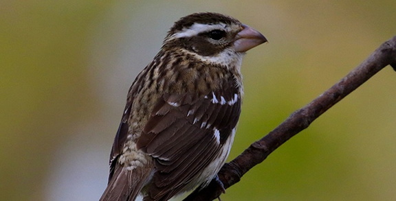 Birding with the Expert
