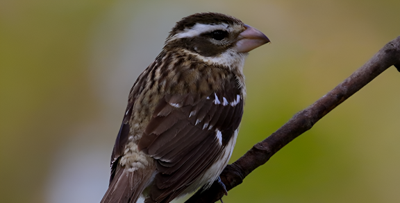 Birding with the Expert enhanced (1)