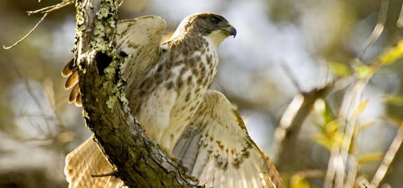Full-Day Hakalau Forest Reserve Bird Watching Adventure