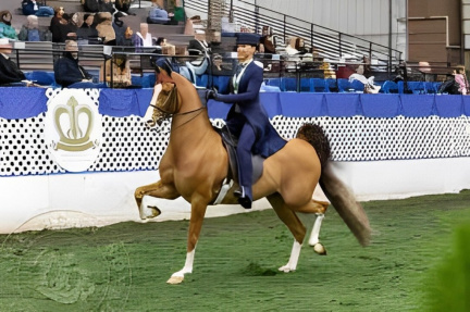 National Saddlebred Championship Show