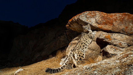 wild-cats-lclive
