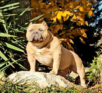World Class Bully Show