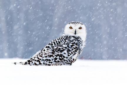Snowy+Owl