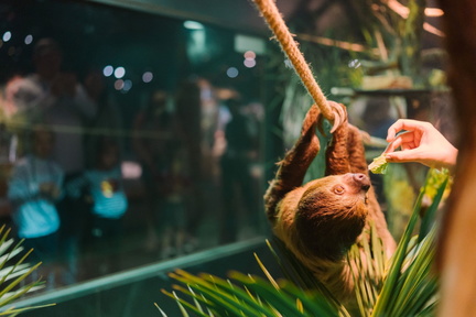 Animals of the Rainforest