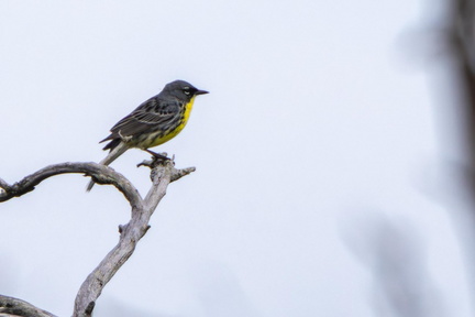 Birding Belle Isle