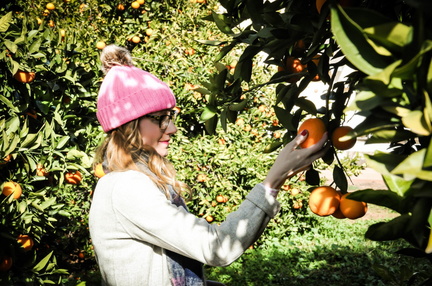 Citrus U-Pick - Agritopia Farm