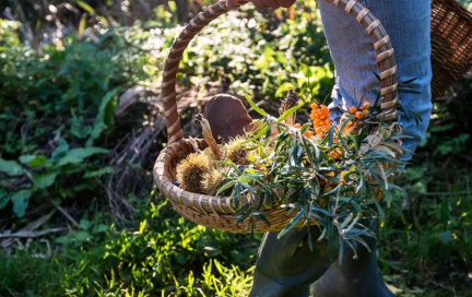 Foraging the Edible Wilderness