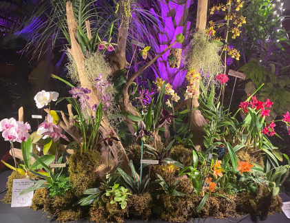 Orchid Exhibit