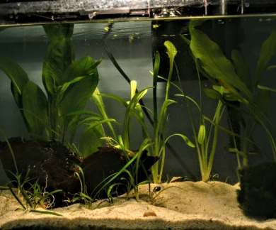 Aquascaping Workshop Create an underwater garden