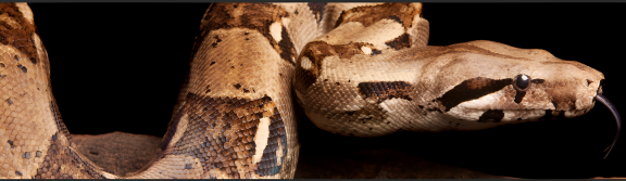 Pensacola Florida Reptile Show