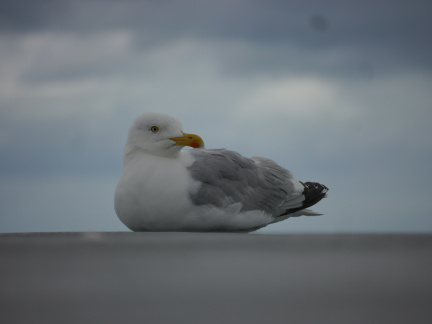 jim-dl0REQF4g6g-unsplash
