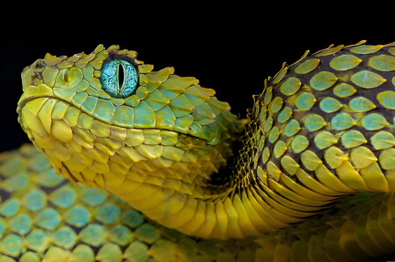 Snake Eyes- Lunar New Year Festival