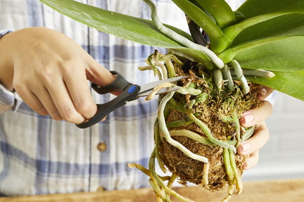 Orchids Are For Everyone Potting Workshop
