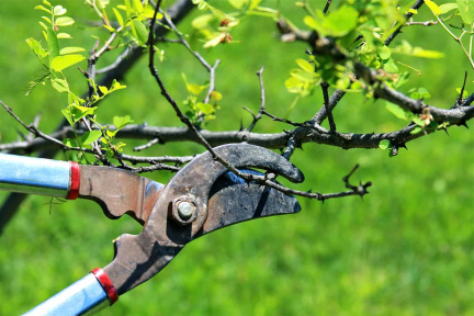 Fruit Tree Pruning Demo
