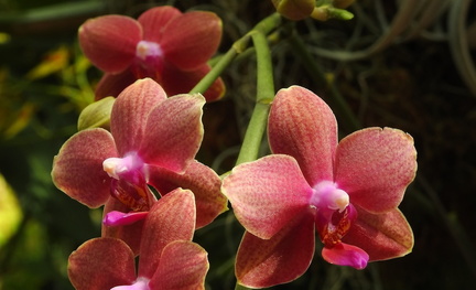 Orchid Show 2025