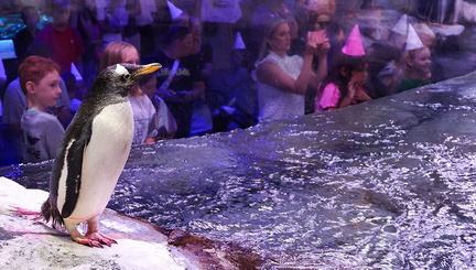 Penguin Party Overnight