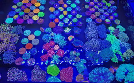 Reefing USA