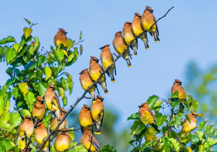 Annual Bird of The Year