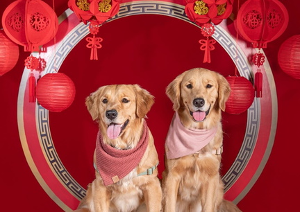 Lantern Paw Festival