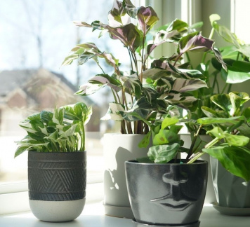 House Plant Hoopla