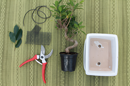 Bonsai Class enhanced