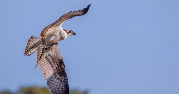 Outdoor Adventures Bird Walks