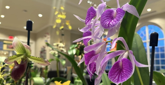 Orchid Show and Sale