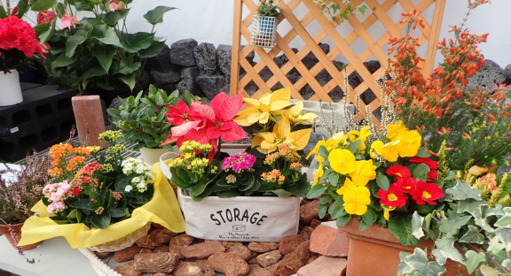 Winter Potted Flower Exhibition