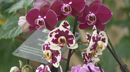 Highlights of the Special Orchid Exhibition