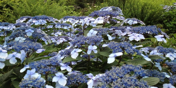 Bunkyo Hydrangea Festival