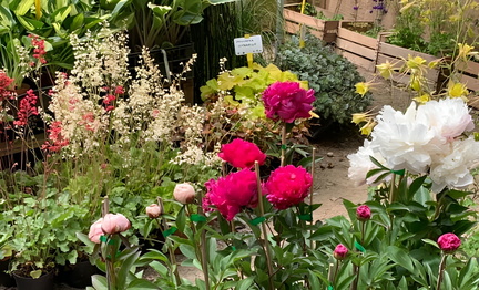 Orticola Flower Show