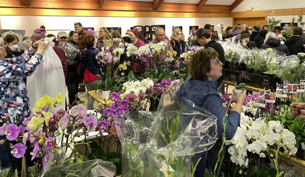 Orchid Quest