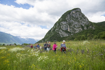 International Wildflower Festival