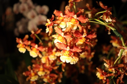 Orchid Show and Sale “60 Years of Enchantment”