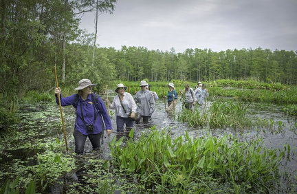 Guided Swamp Walk - Audubon Corkscrew Swamp Sanctuary