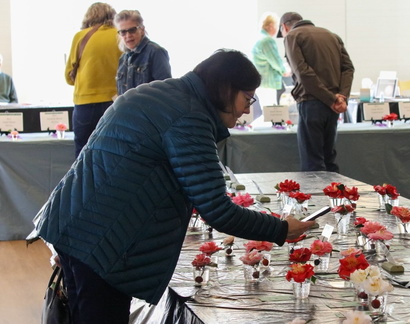 Camellia Show