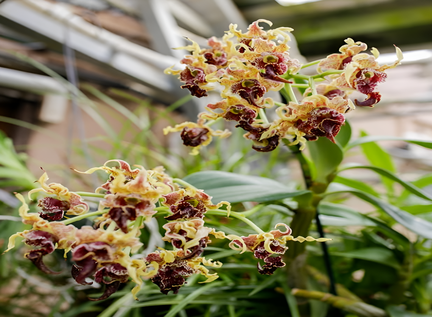 Advanced Orchid Class