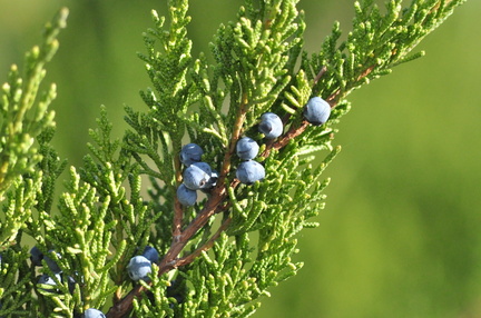 Juniper-scaled