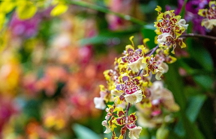 Pixels + Petals.v1