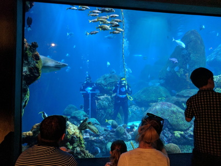 tennessee-aquarium-hamilton-tn-tnaqua-06